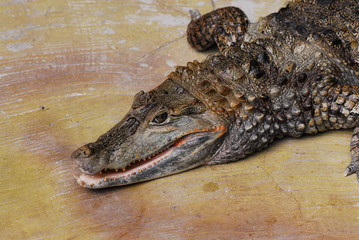 Nice predator crocodile sitting on rock reptile