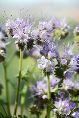  Pale purple flowers of phacelia with decorative barley on the field