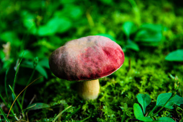 Mushrooms that grow naturally in the area of Japan.