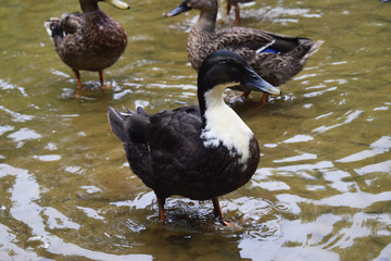 Patos en un parque con una charca.