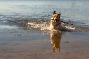 A golden retriever takes a stick out of the water on a sunny spring morning	