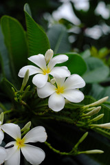 White flowers background blur bokeh natural light, soft style vintage photo.