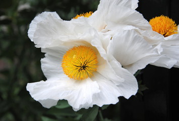 Close up of the big white flowers of Coulter's Matilija poppy or California tree poppy (Romneya coulteri) native to southern California