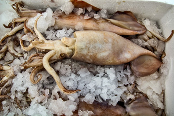 Squid on the market