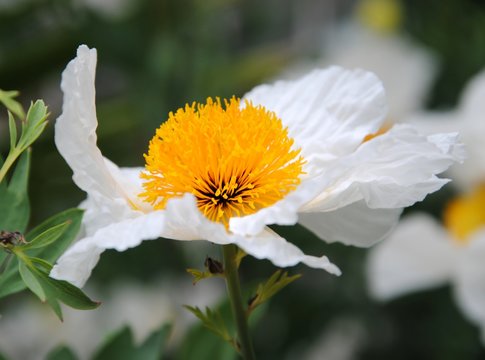Close up of the big white flowers of Coulter's Matilija poppy or California tree poppy (Romneya coulteri) native to southern California
