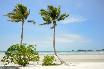 tropical beach white sand with coconut palm