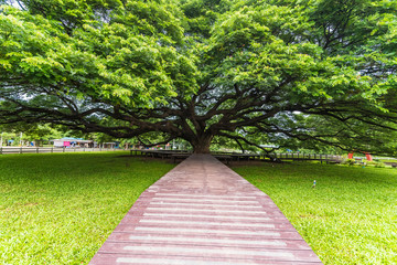 Giant Rain Tree of thailand.Giant tree over a hundred years old.