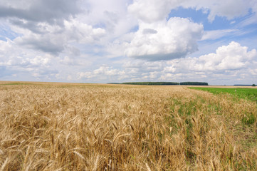 Golden rye field and white Cumulus clouds. summer landscape