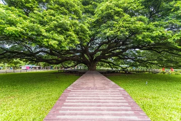 Schilderijen op glas Giant Rain Tree of thailand.Giant tree over a hundred years old. © bubbers