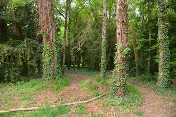 The road in the forest