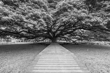 Photo Black and White of Giant Rain Tree of thailand.Giant tree over a hundred years old.