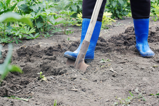 Worker digging a shovel in the garden. Gardening, farming concept.