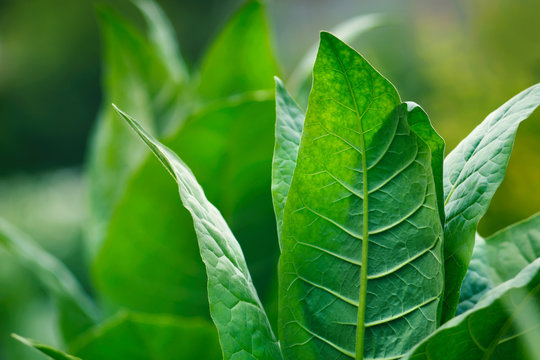 Tobacco green leafs on a tobacco plantation field. Closeup.