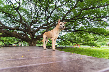 Dog at Giant Rain Tree of thailand.Giant tree over a hundred years old.