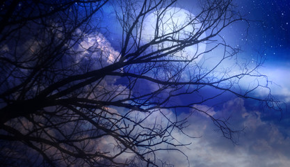 Full moon, clouds and starry sky through tree branches