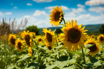 Close-up photo of sunflower flower on farm field, with blue sky and white clouds in background, on a bright summer day