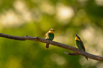 European bee-eater (Merops apiaster) in natural habitat