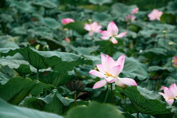 lotus in pond