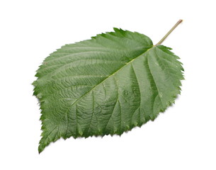 Blackberry leaf, foliage isolated on white background