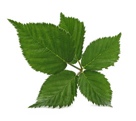 Blackberry leaves, foliage isolated on white background