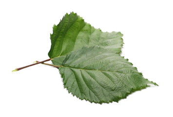 Blackberry leaves, foliage isolated on white background