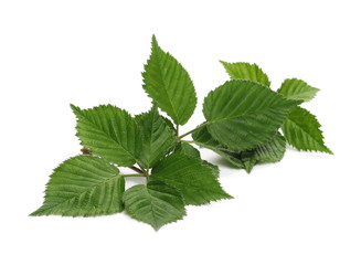 Blackberry leaves, foliage isolated on white background