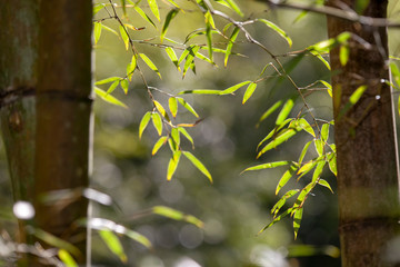 Growing Leaf Bamboo frame in forest or texture background with nice light