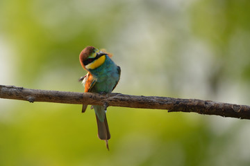 European bee-eater (Merops apiaster) in natural habitat