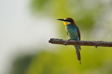 European bee-eater (Merops apiaster) in natural habitat