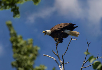 bald eagle in a tree during summer