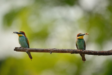 European bee-eater (Merops apiaster) in natural habitat