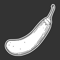 Fresh raw eggplant. Vector concept in doodle and sketch style.