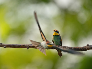 European bee-eater (Merops apiaster) in natural habitat