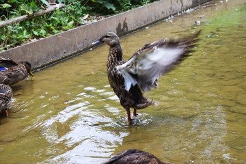 Patos en un parque con una charca.