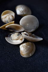 Shellfish background. Fresh seafood. Close-up