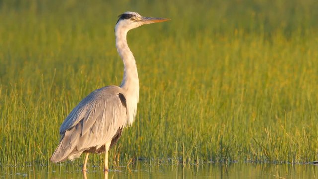 Grey heron, Ardea cinerea, standing in shallows  in morning light