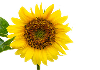 Flower of sunflower isolated on white background