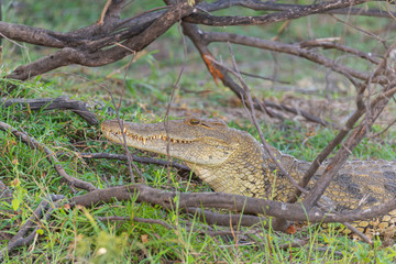 Portrait of a beautiful crocodile sitting next to Zambezi River