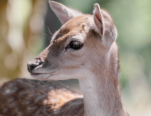 junges Reh in einem Wildpark 