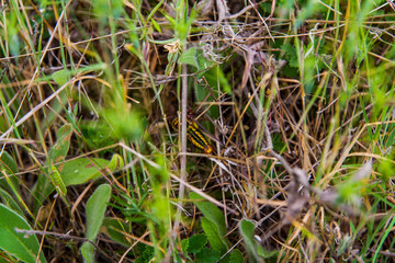 A yellow grasshopper hiding in the grass