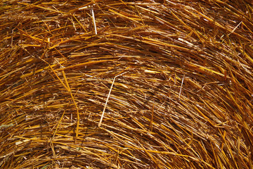 Hay bales close up in the field in countryside after harvest in summer	
