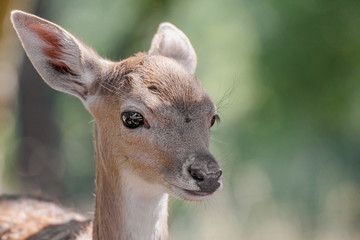 junges Reh in einem Wildpark 