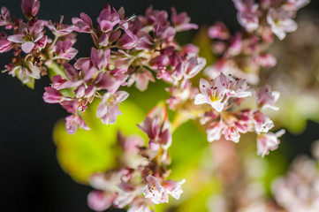 Flowering growing buckwheat plant in agricultural field. Top view. Soft focus. Macro.