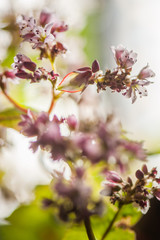Flowering growing buckwheat plant in agricultural field. Top view. Soft focus. Macro.