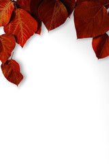 White background with red leaves. Background material, message board etc. 赤い葉と白色の背景素材。背景素材、メッセージボードなど