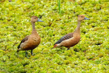 Two Lesser Whistling Ducks wading on a field of water lettuce, looking into a distance