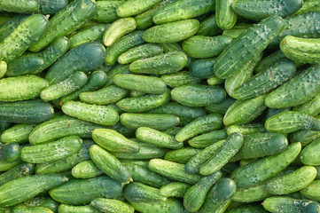 many fresh green small cucumbers texture