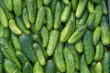 many fresh green small cucumbers texture