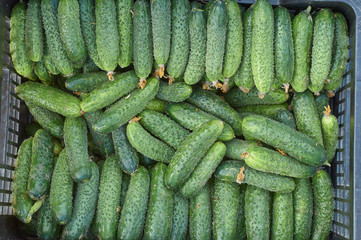 many fresh green small cucumbers texture