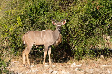 a beautiful male kudu standing in the sun, chobe national park in botswana africa